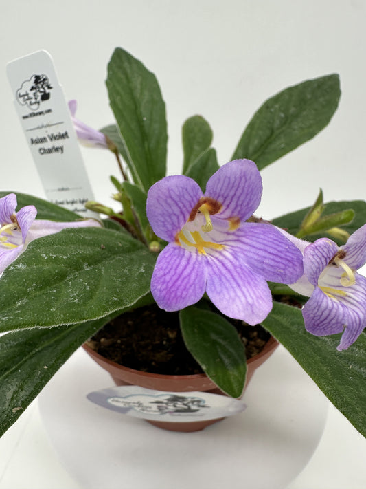 Charley Asian Violet (Primulina) - Live Plant 4"