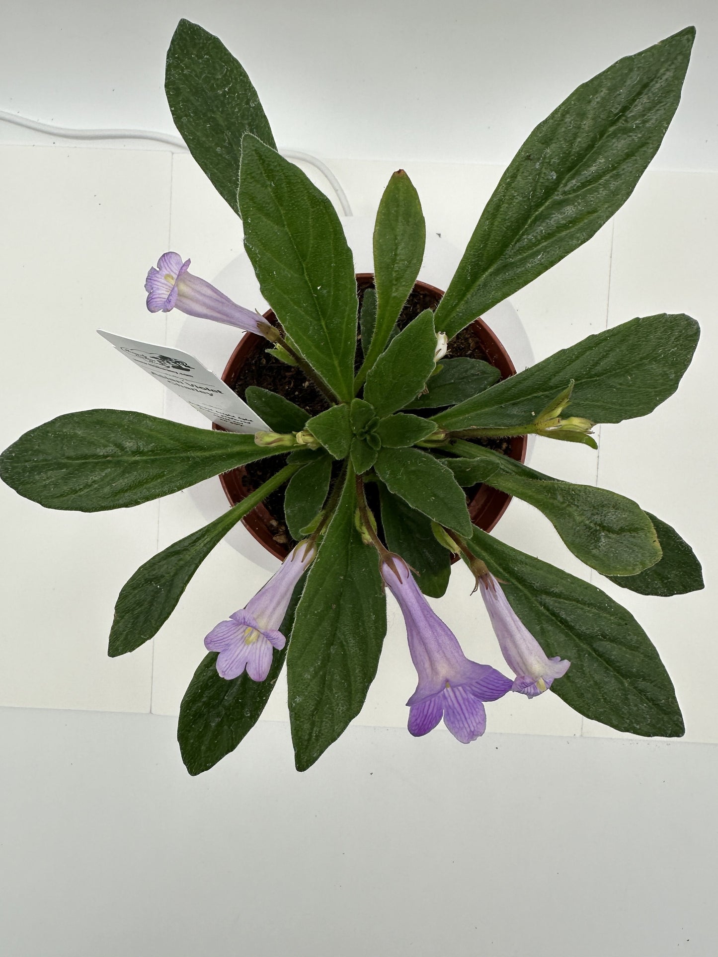 Charley Asian Violet (Primulina) - Live Plant 4"