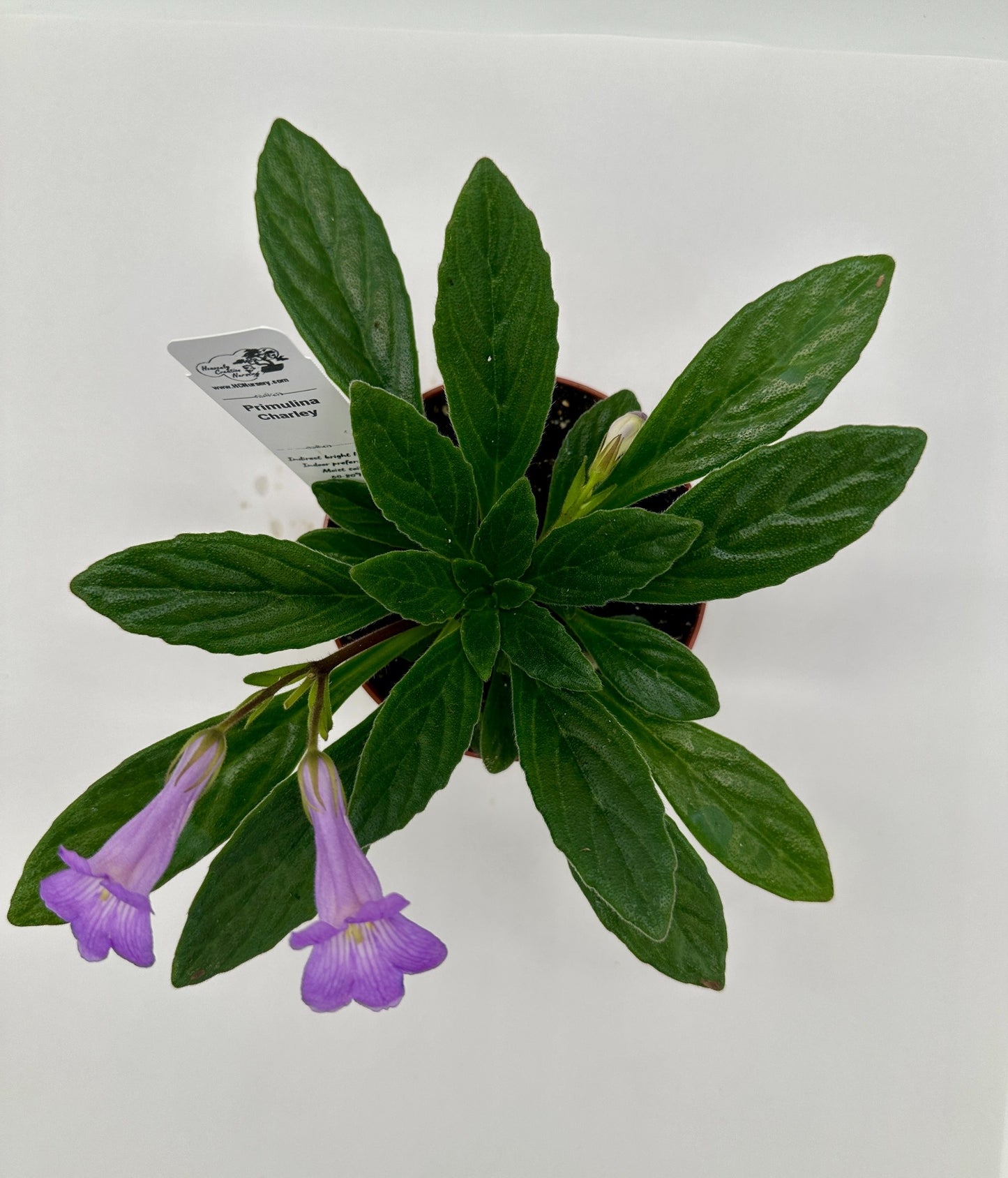 Charley Primulina (Asian Violet) - Live Plant 4"