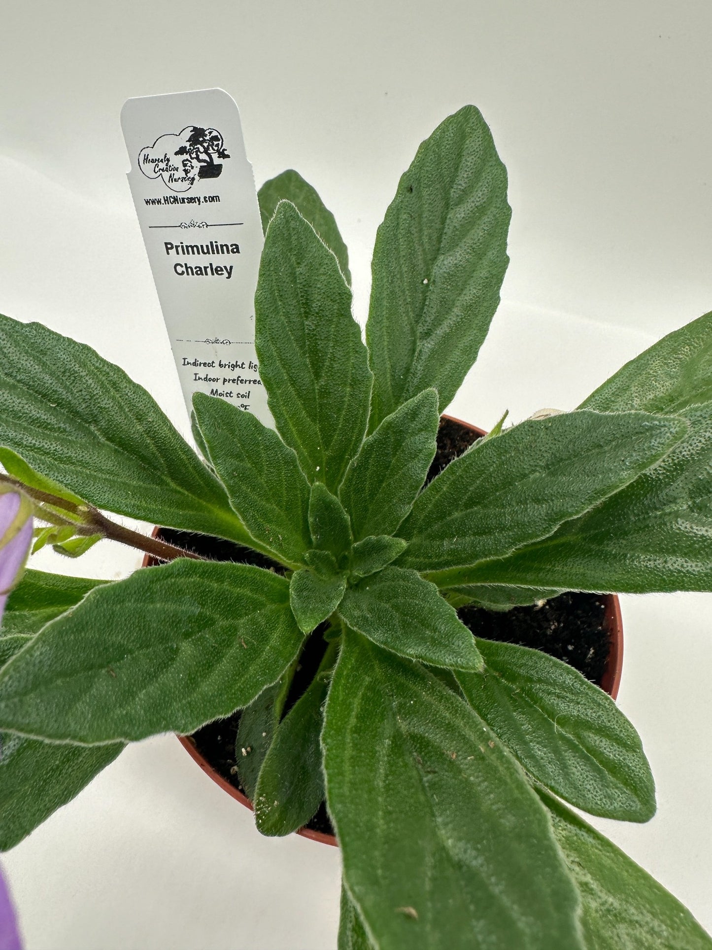 Charley Primulina (Asian Violet) - Live Plant 4"