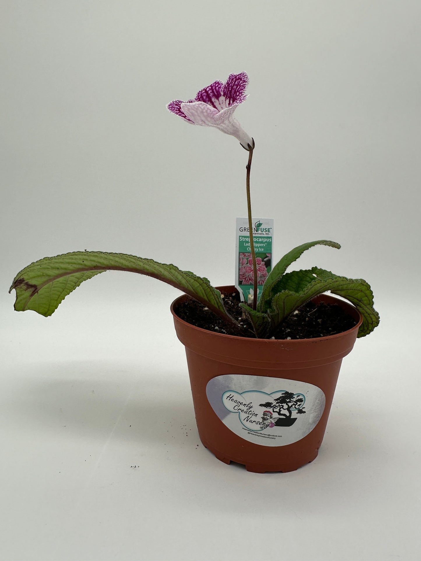 Cherry Ice Streptocarpus Ladyslipper (Cape Primrose) Live Plant in 4" nursery pot