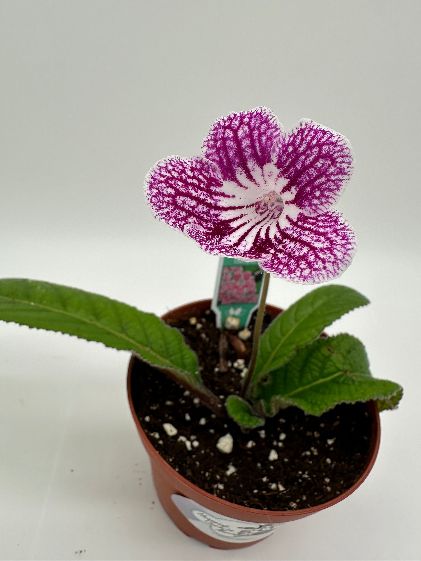 Cherry Ice Streptocarpus Ladyslipper (Cape Primrose) Live Plant in 4" nursery pot