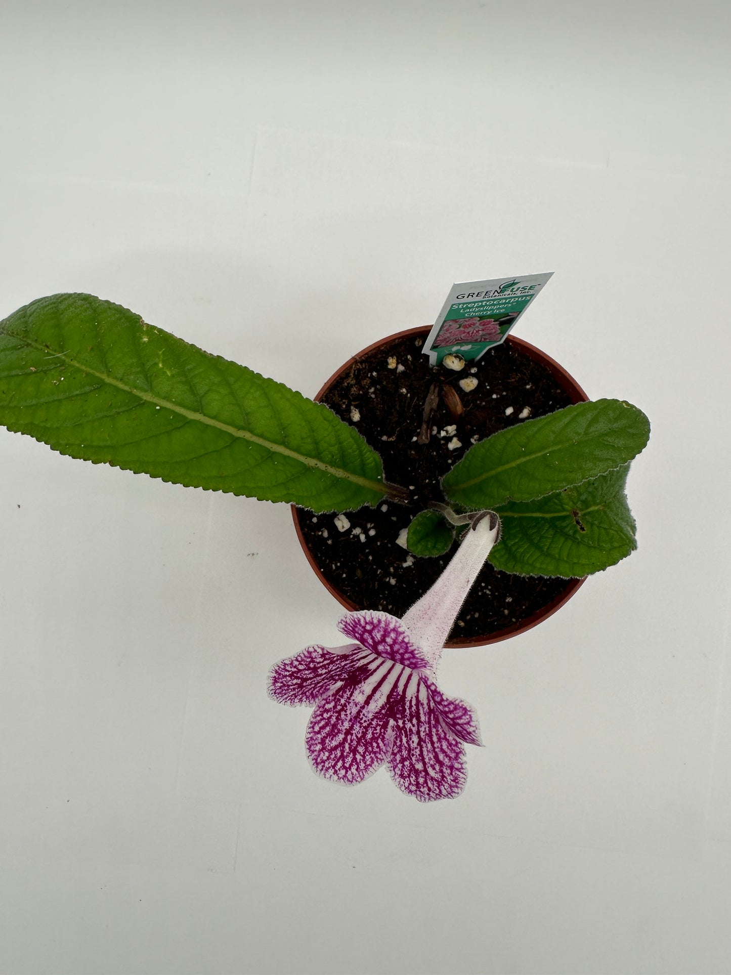 Cherry Ice Streptocarpus Ladyslipper (Cape Primrose) Live Plant in 4" nursery pot