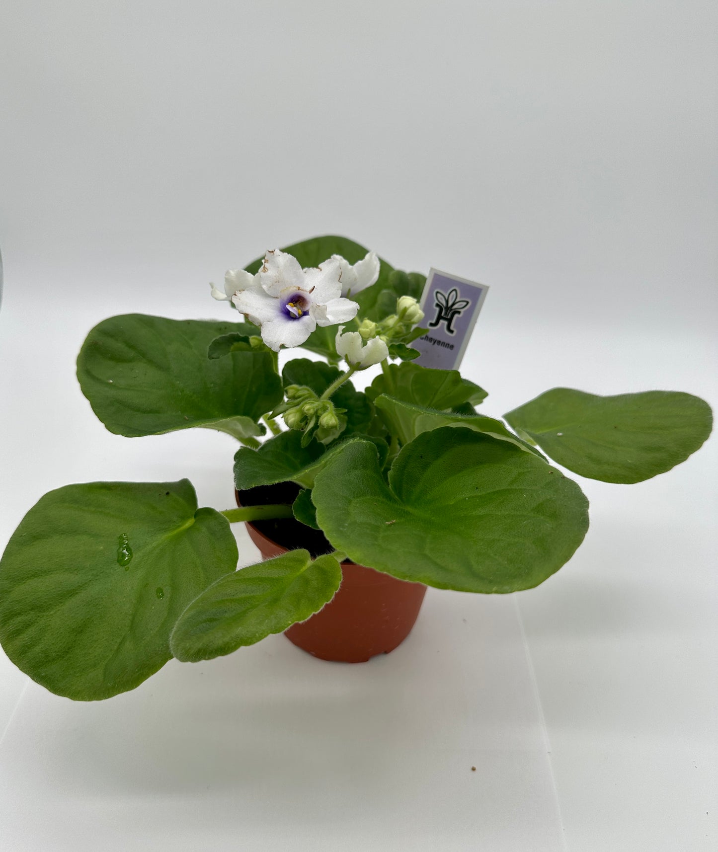 Cheyenne White - Live African Violet 4"