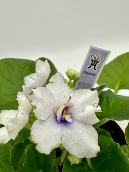 Cheyenne White - Live African Violet 4"