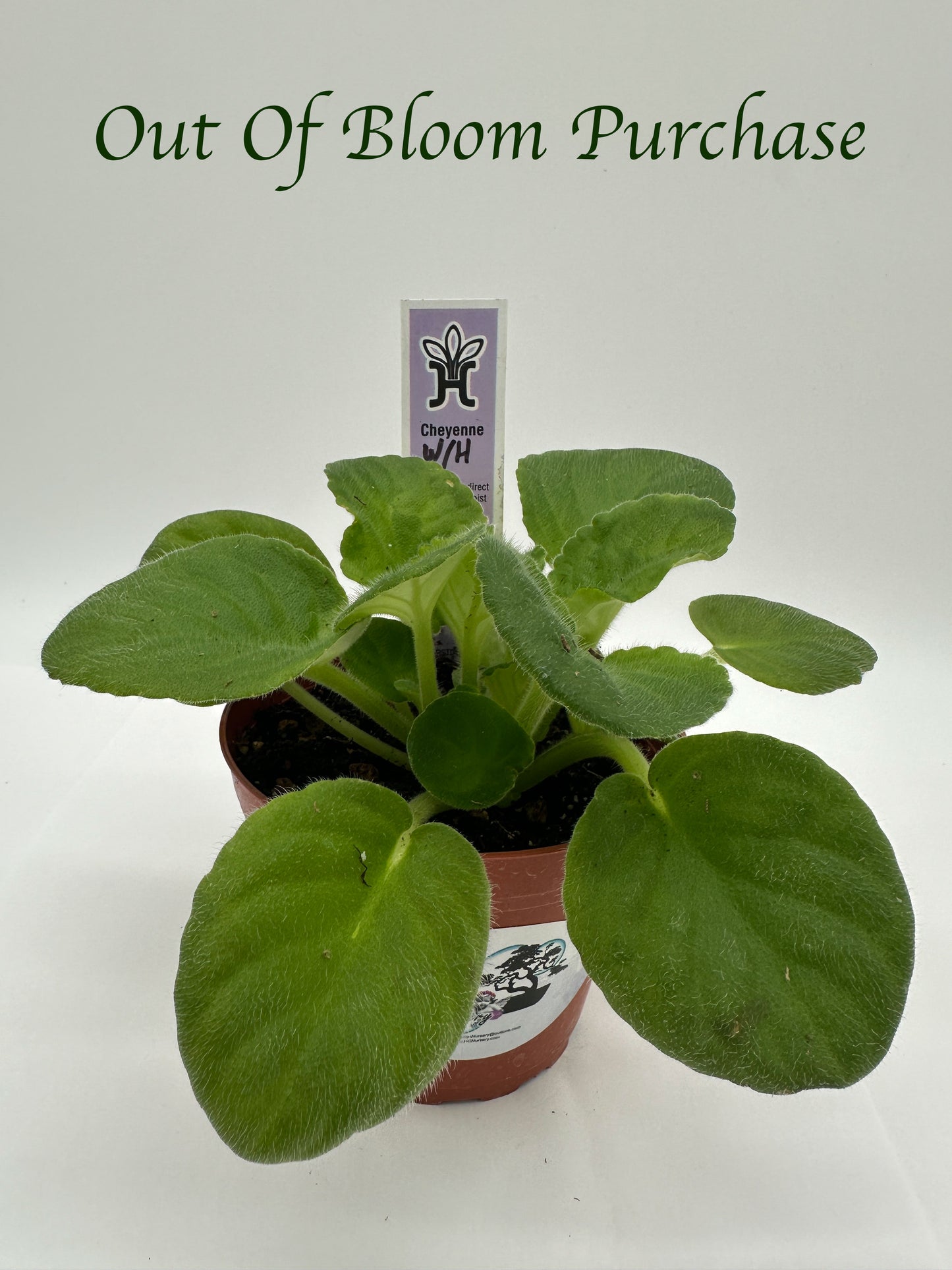 Cheyenne White - Live African Violet 4"