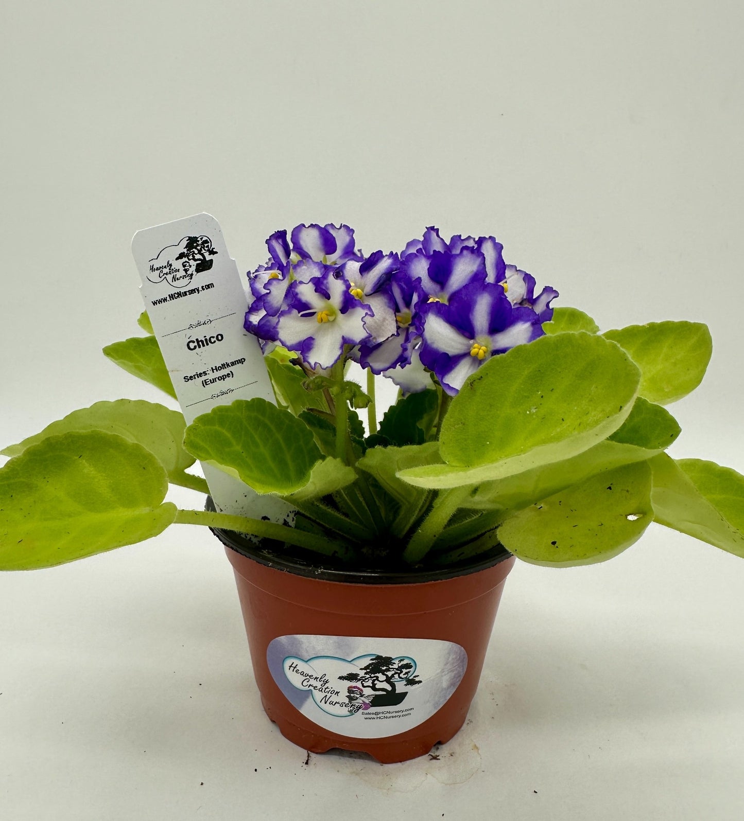 Chico - Live African Violet 4" - Series: Holtkamp (Europe)