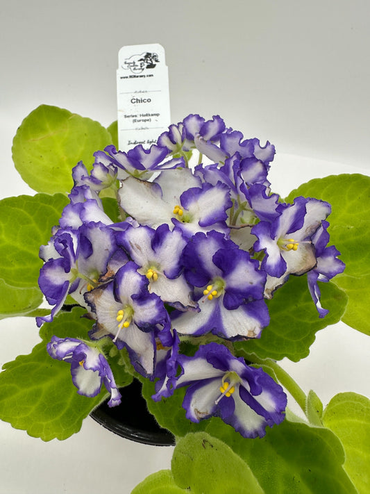 Chico - Live African Violet 4" - Series: Holtkamp (Europe)