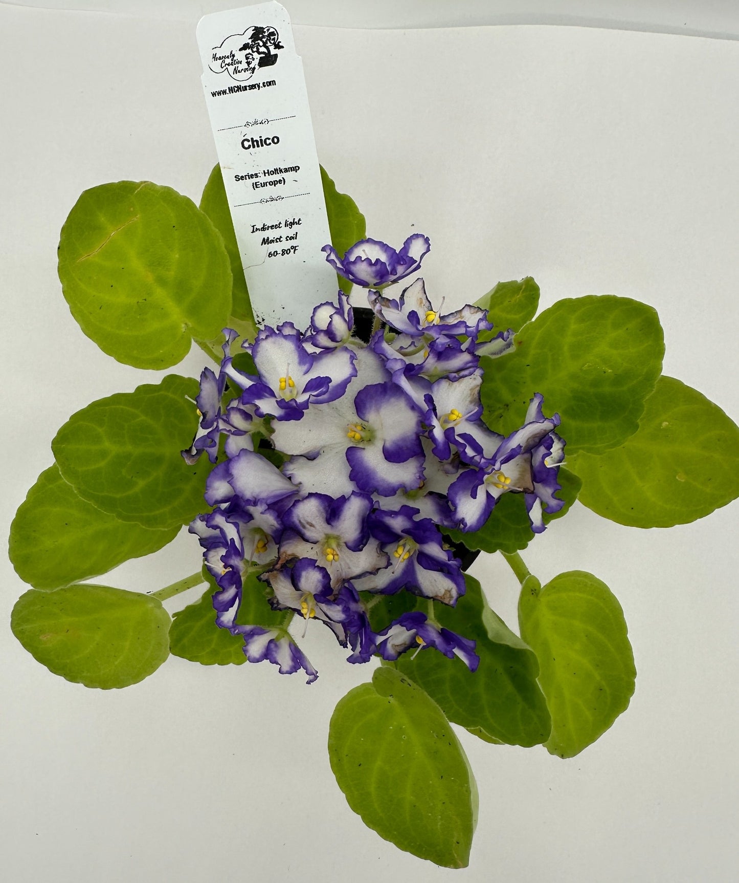 Chico - Live African Violet 4" - Series: Holtkamp (Europe)