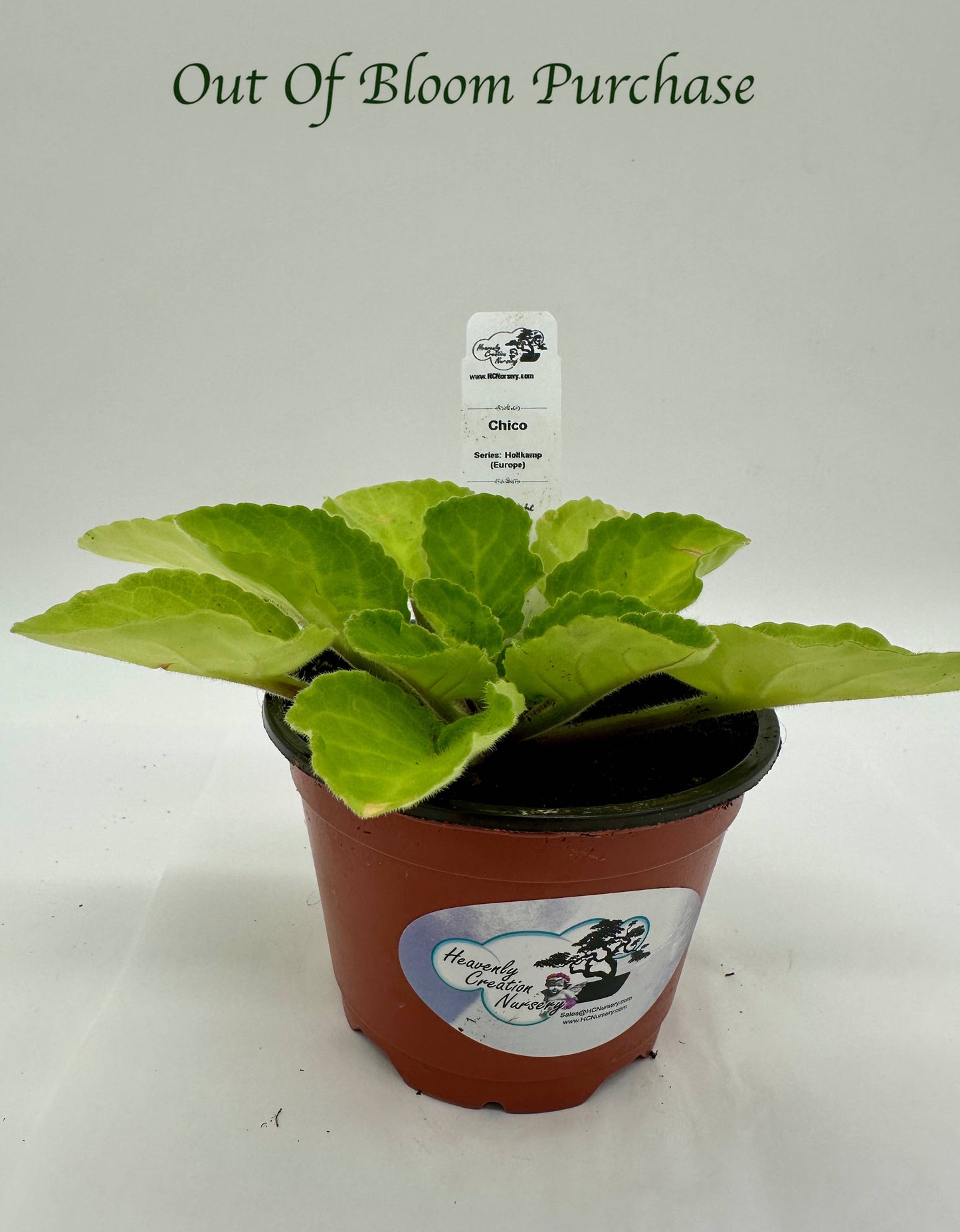 Chico - Live African Violet 4" - Series: Holtkamp (Europe)