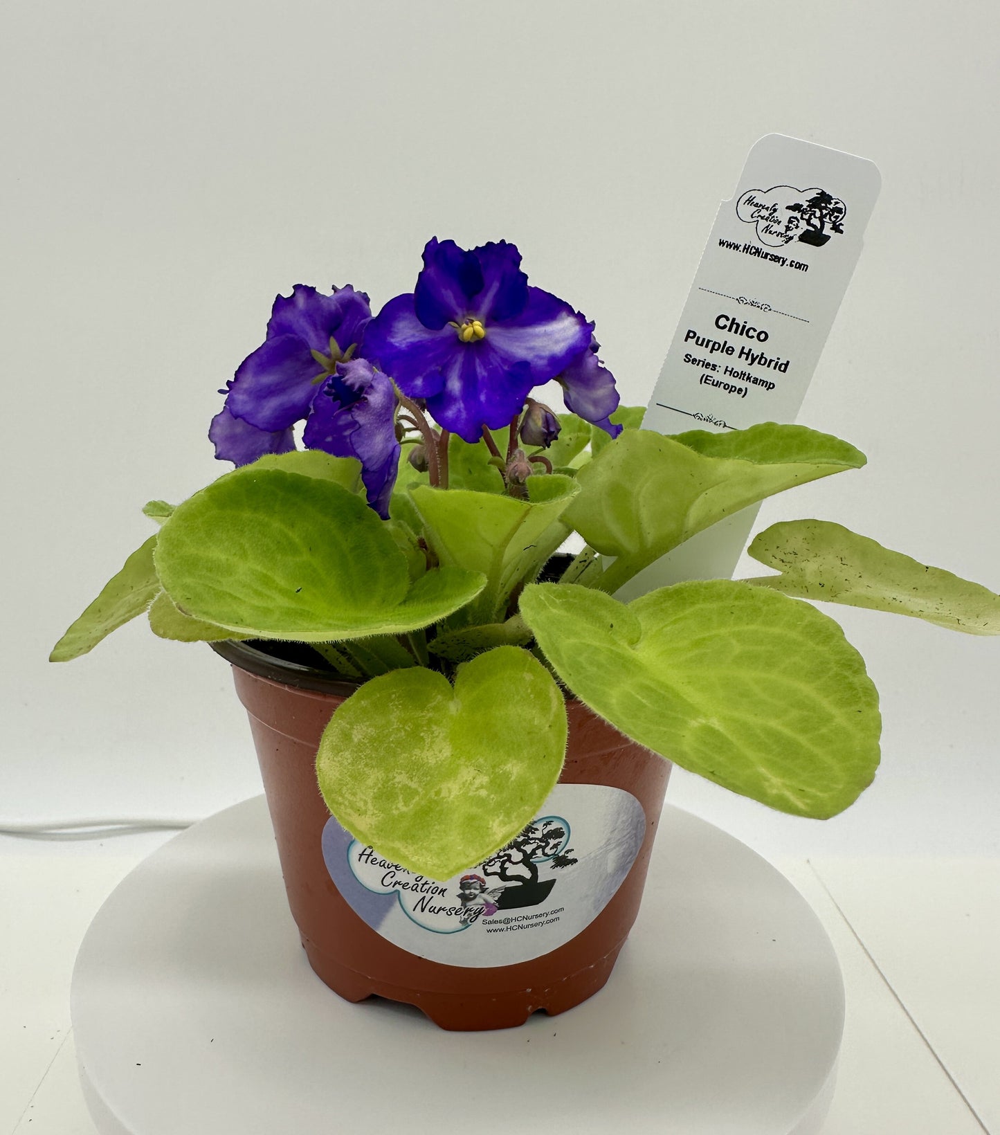 Chico - Purple Hybrid - Live African Violet 4" - Series: Holtkamp (Europe)