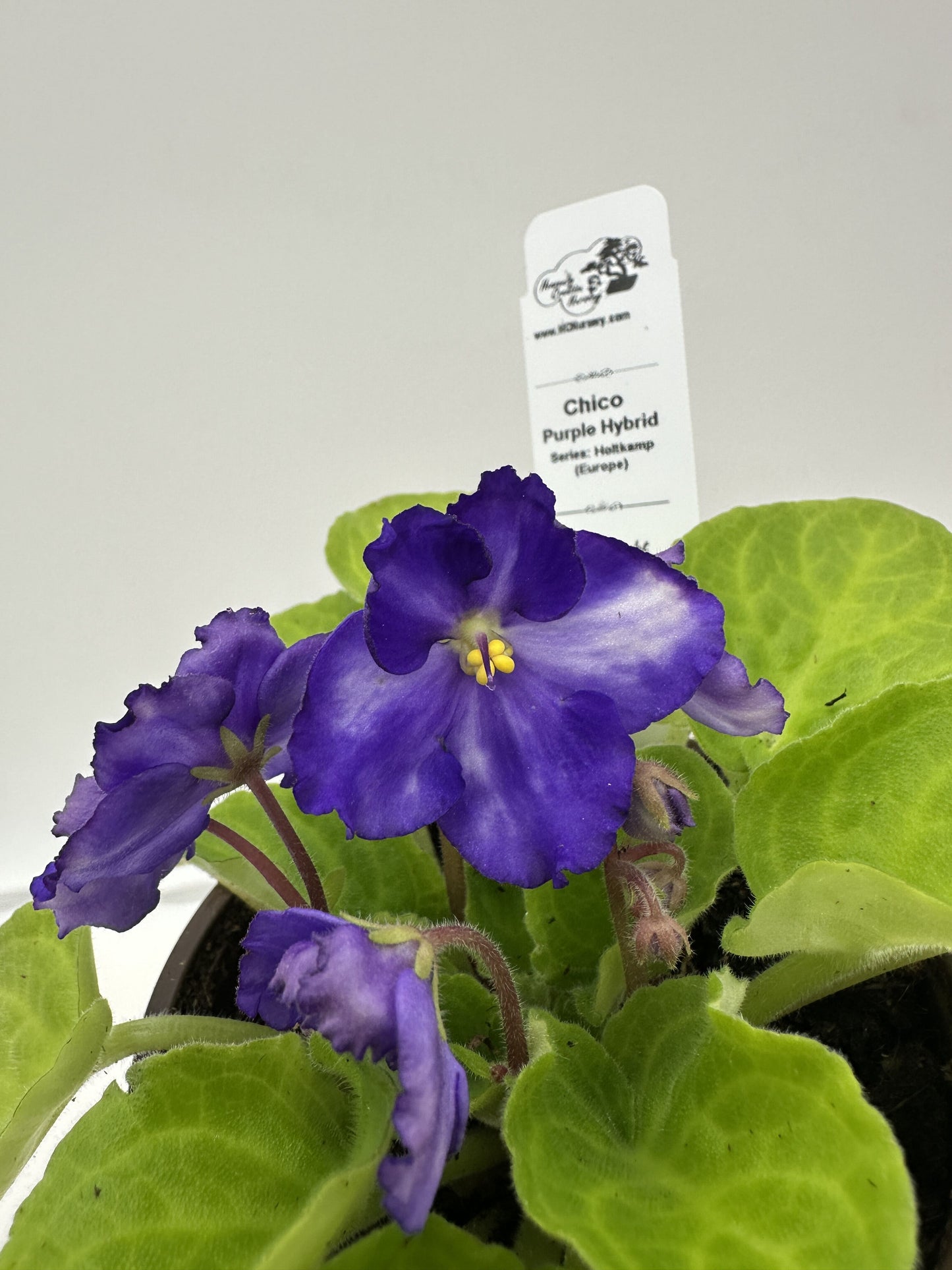 Chico - Purple Hybrid - Live African Violet 4" - Series: Holtkamp (Europe)