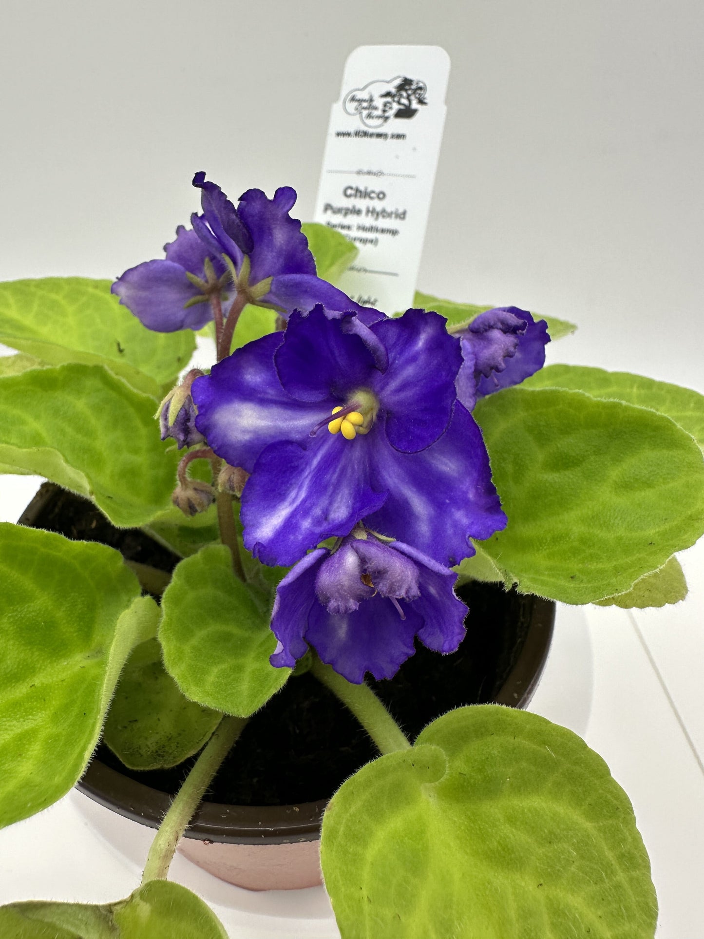 Chico - Purple Hybrid - Live African Violet 4" - Series: Holtkamp (Europe)