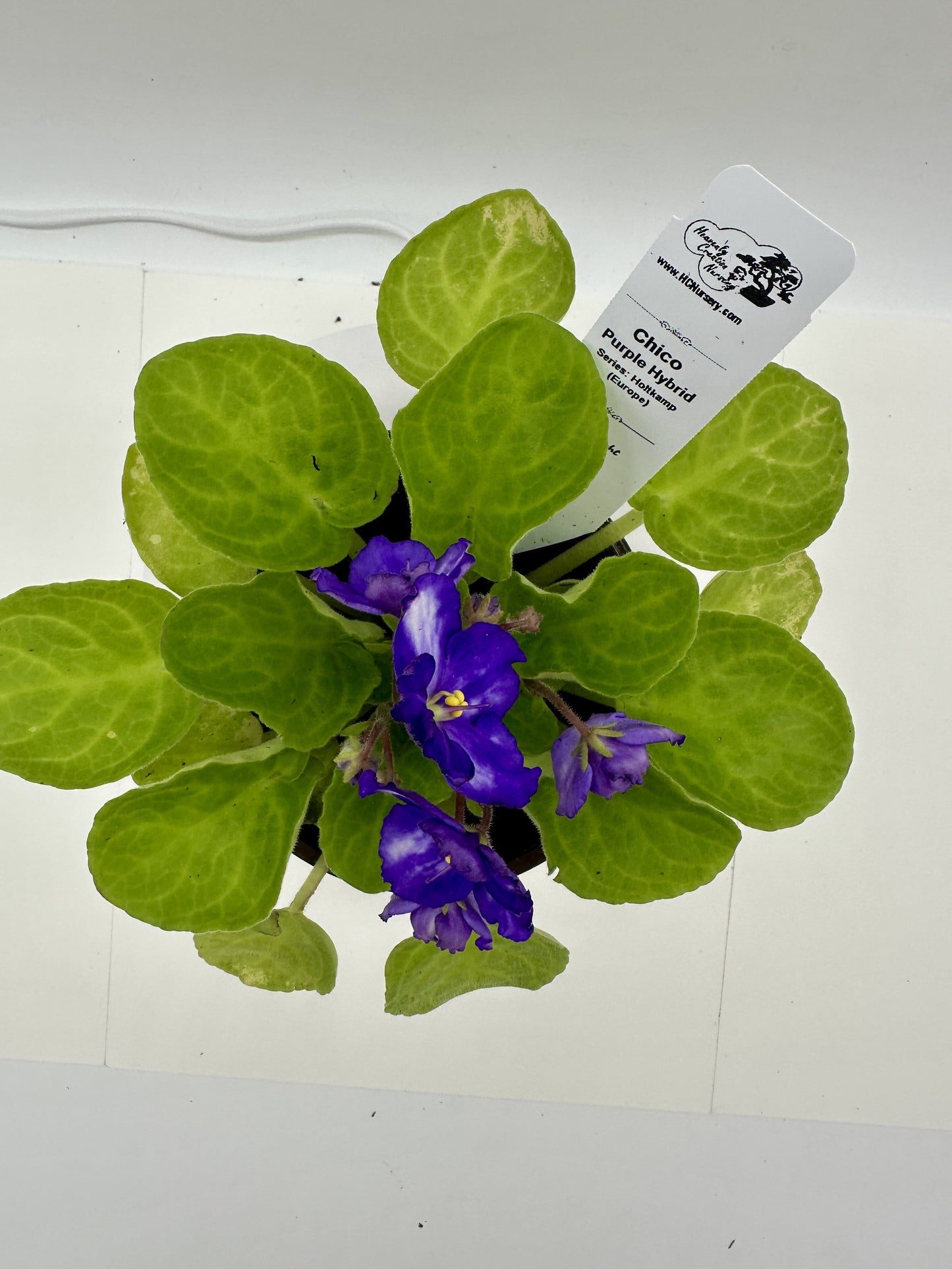 Chico - Purple Hybrid - Live African Violet 4" - Series: Holtkamp (Europe)