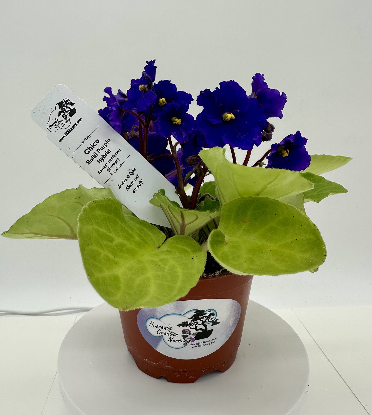 Chico - Solid Purple Hybrid - Live African Violet 4" - Series: Holtkamp (Europe)