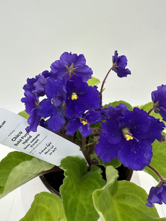 Chico - Solid Purple Hybrid - Live African Violet 4" - Series: Holtkamp (Europe)