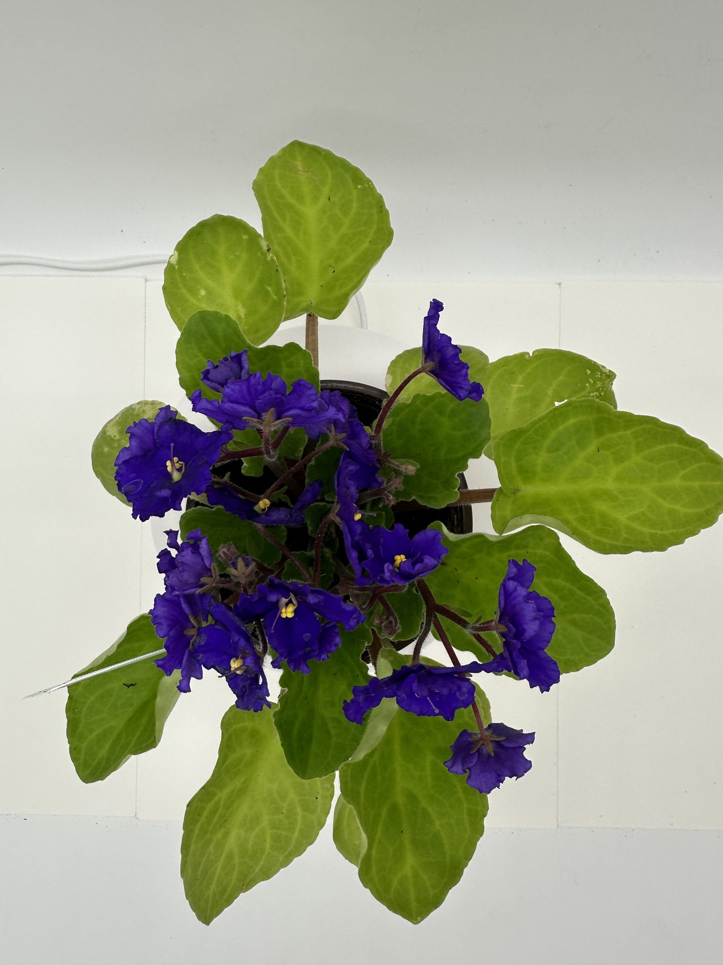 Chico - Solid Purple Hybrid - Live African Violet 4" - Series: Holtkamp (Europe)