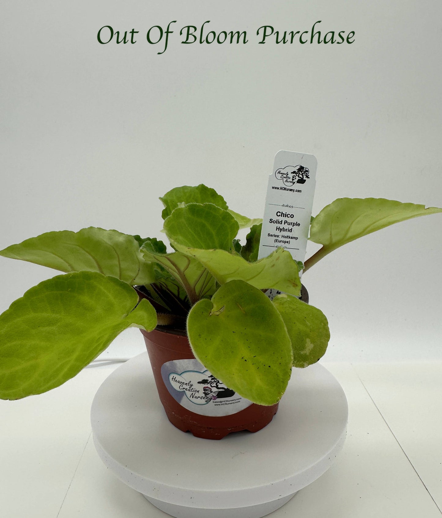 Chico - Solid Purple Hybrid - Live African Violet 4" - Series: Holtkamp (Europe)