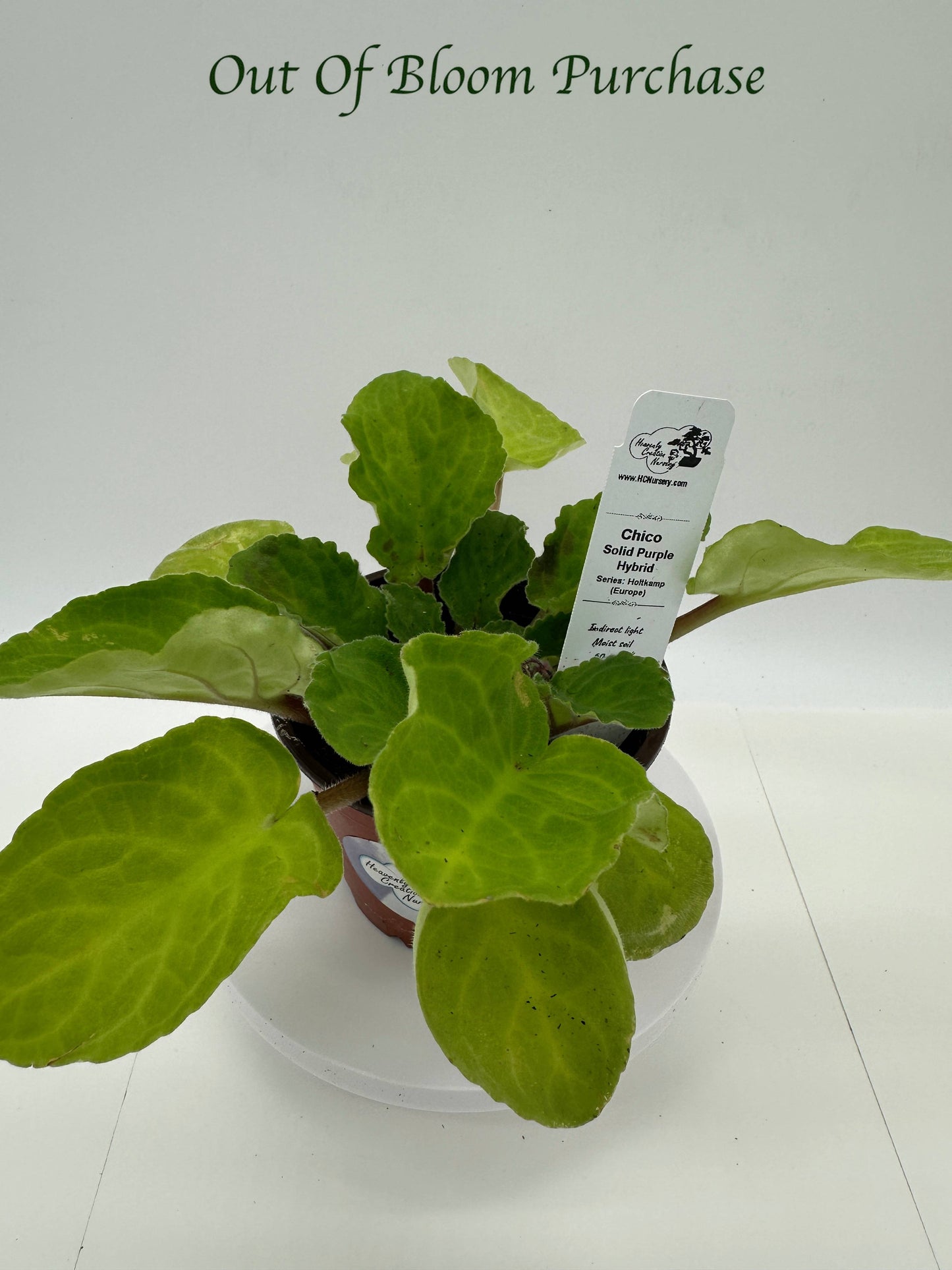 Chico - Solid Purple Hybrid - Live African Violet 4" - Series: Holtkamp (Europe)