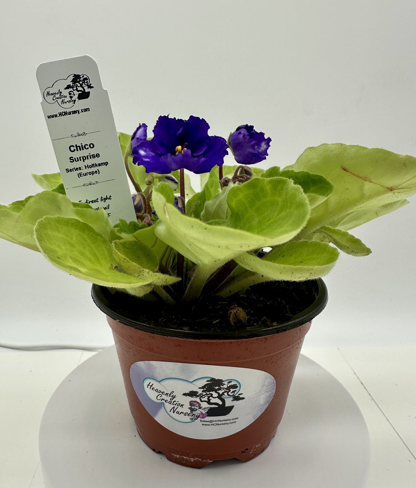 Chico - Surprise - Live African Violet 4" - Series: Holtkamp (Europe)