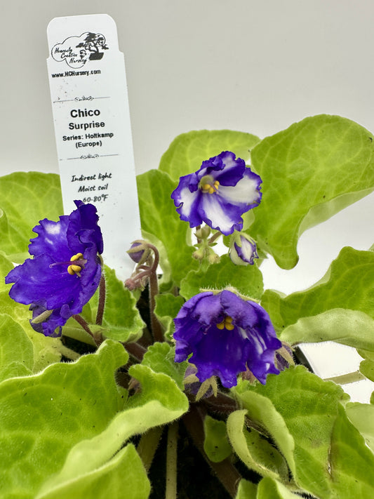 Chico - Surprise - Live African Violet 4" - Series: Holtkamp (Europe)