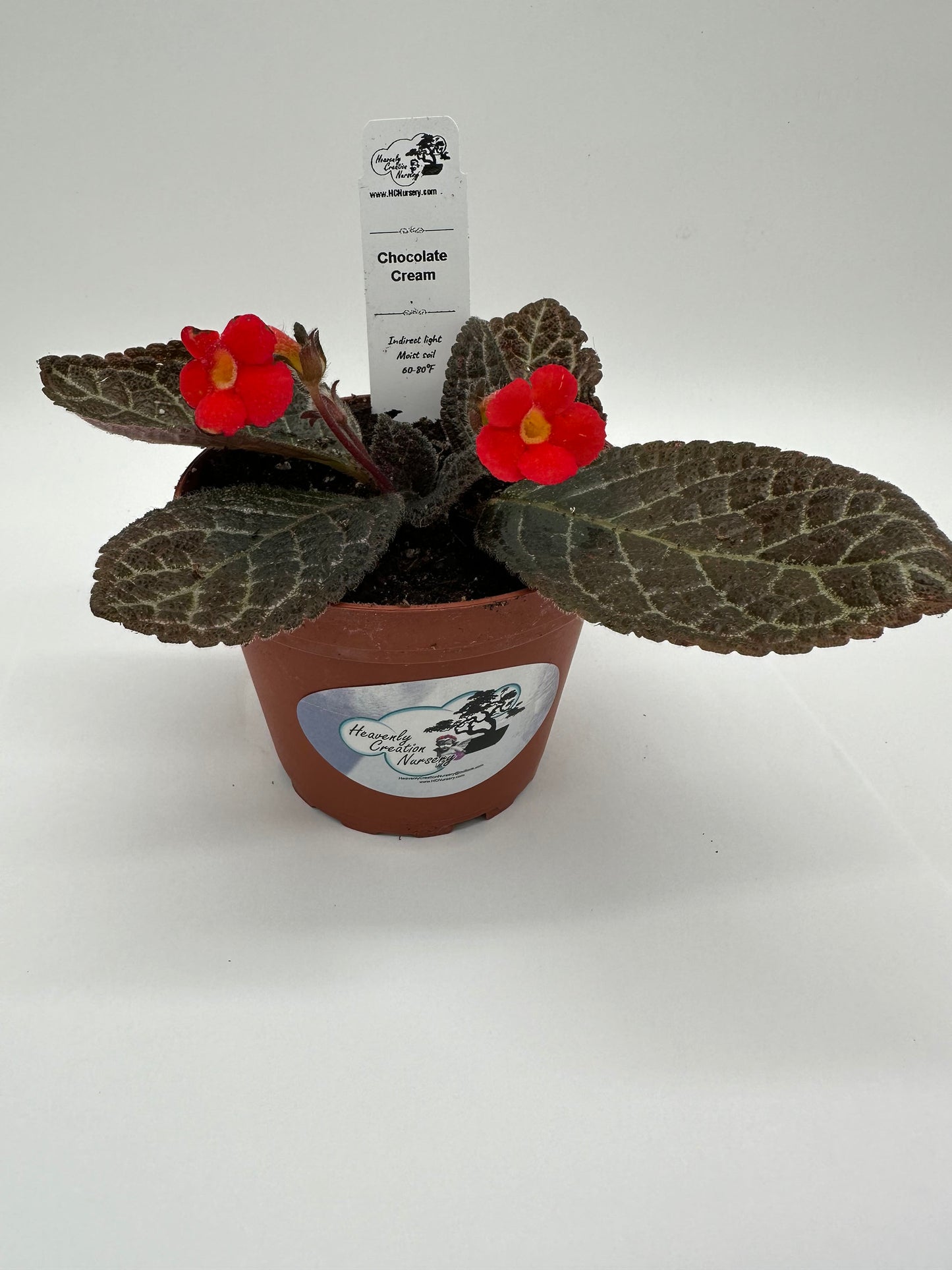 Chocolate Cream - Live Episcia 4"