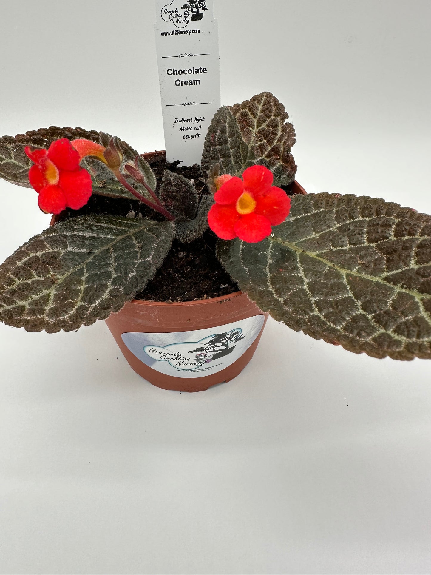 Chocolate Cream - Live Episcia 4"