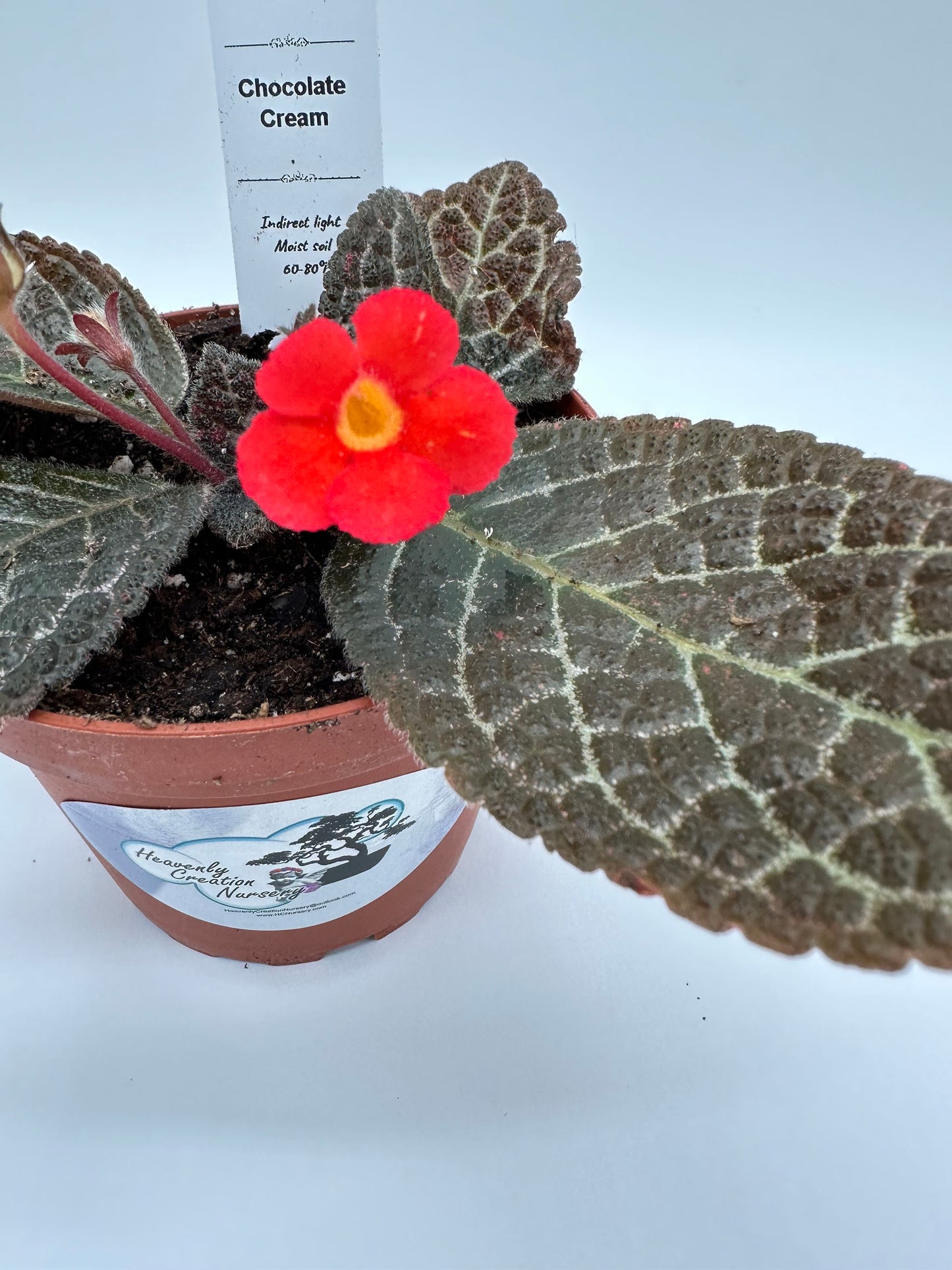 Chocolate Cream - Live Episcia 4"