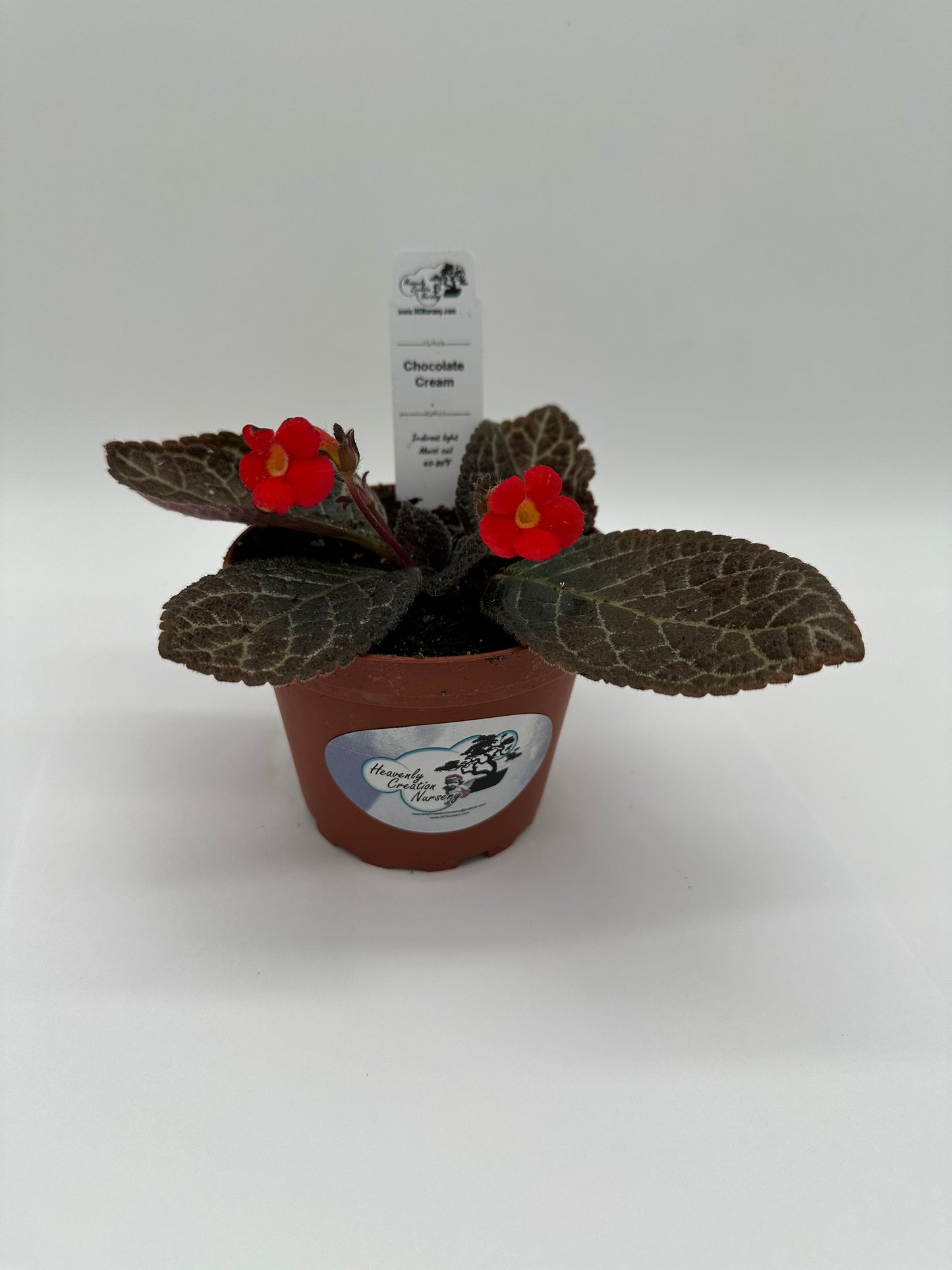 Chocolate Cream - Live Episcia 4"