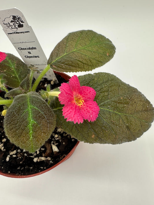 Chocolate N Cherries - Live Episcia 4"