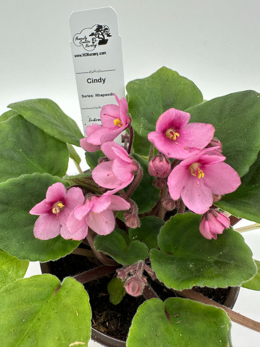Cindy - Live African Violet 4" - Series: Rhapsodie