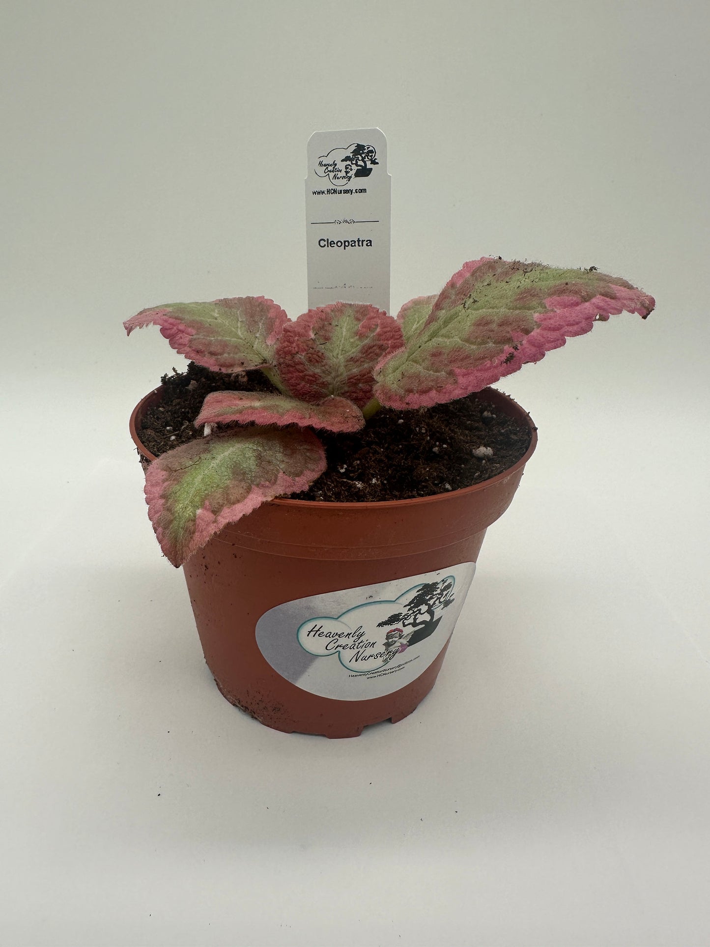 Cleopatra - Live Episcia 4" (Elite)