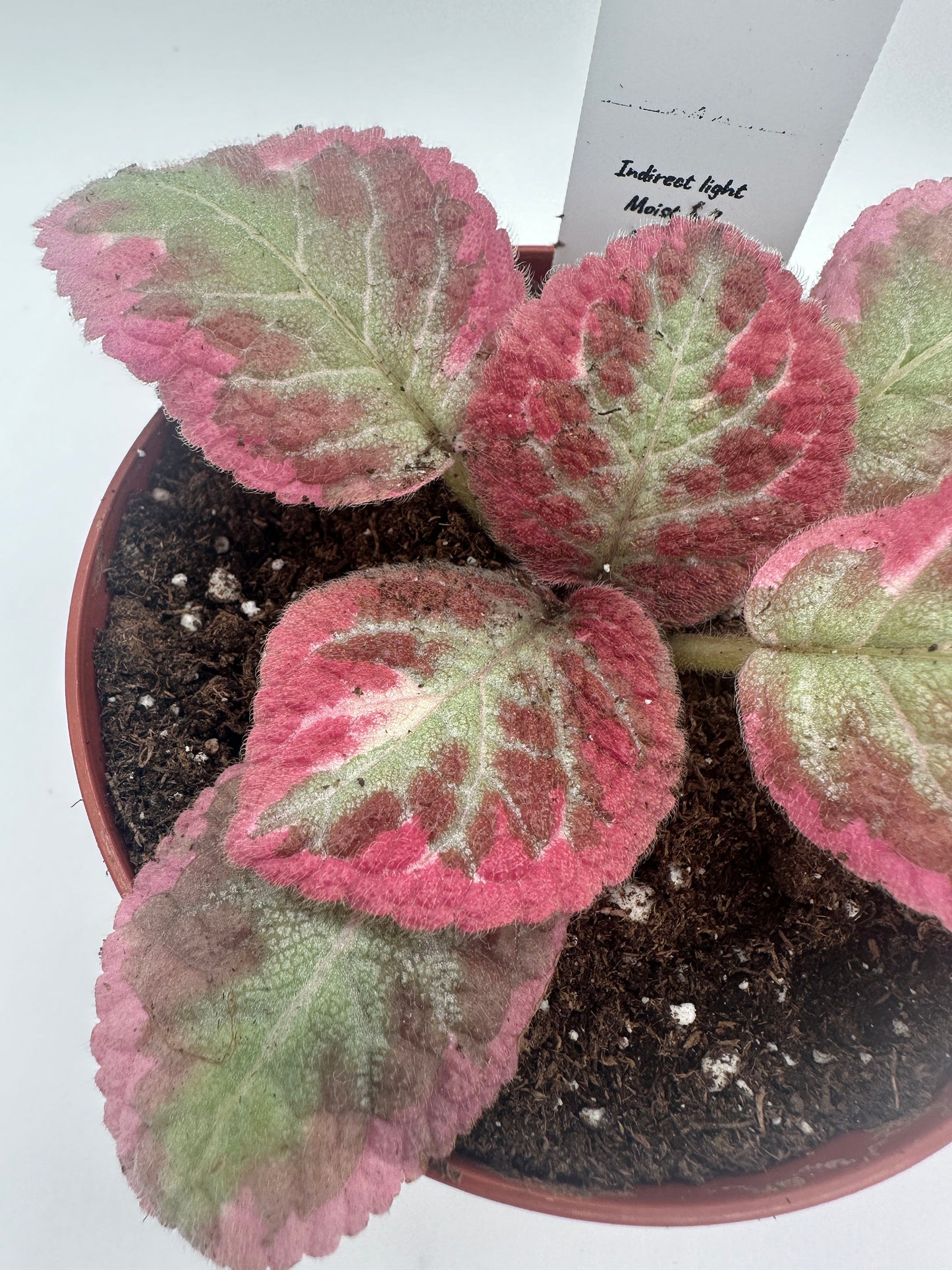 Cleopatra - Live Episcia 4" (Elite)