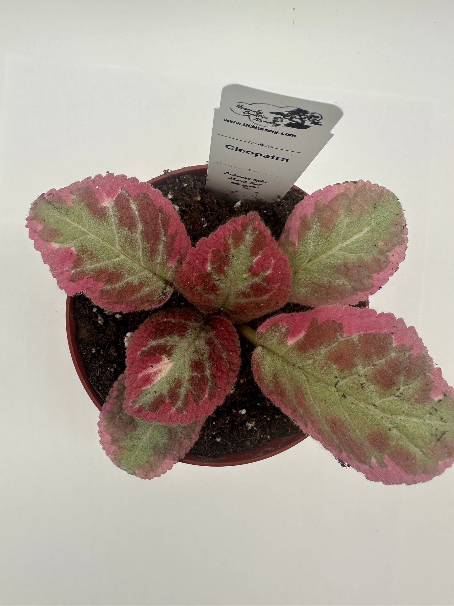 Cleopatra - Live Episcia 4" (Elite)