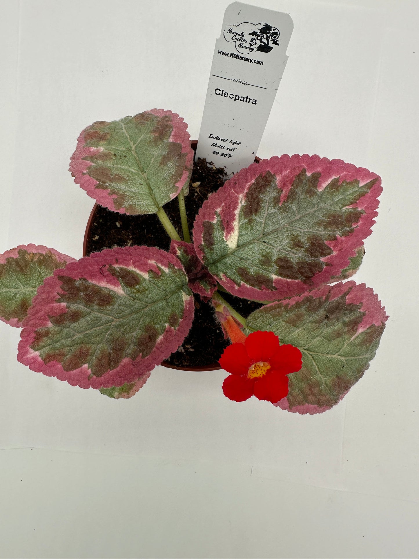 Cleopatra - Live Episcia 4" (Elite)