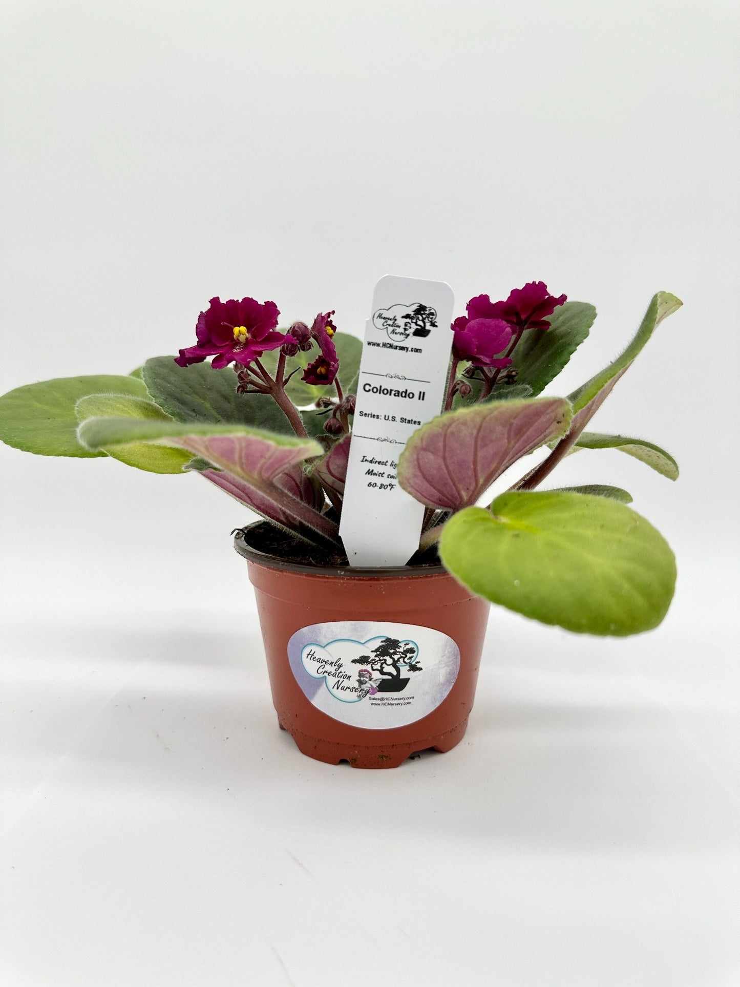 Colorado II - Live African Violet 4" - Series: U.S. States