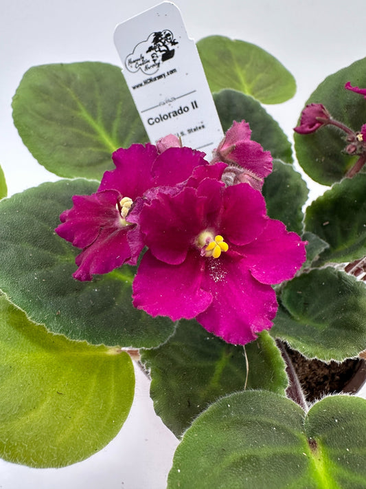 Colorado II - Live African Violet 4" - Series: U.S. States
