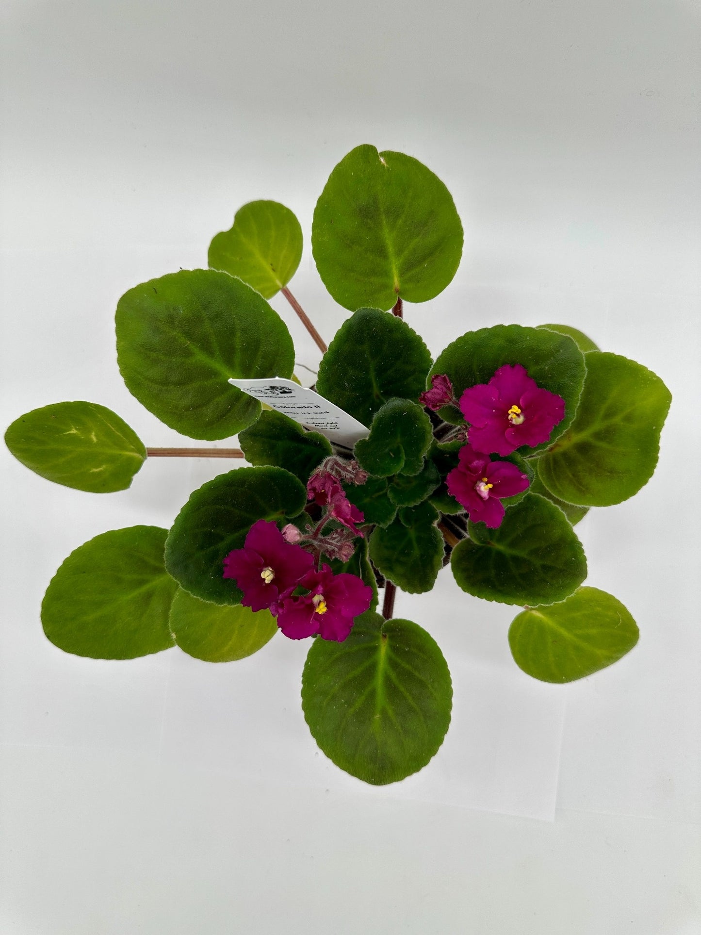 Colorado II - Live African Violet 4" - Series: U.S. States