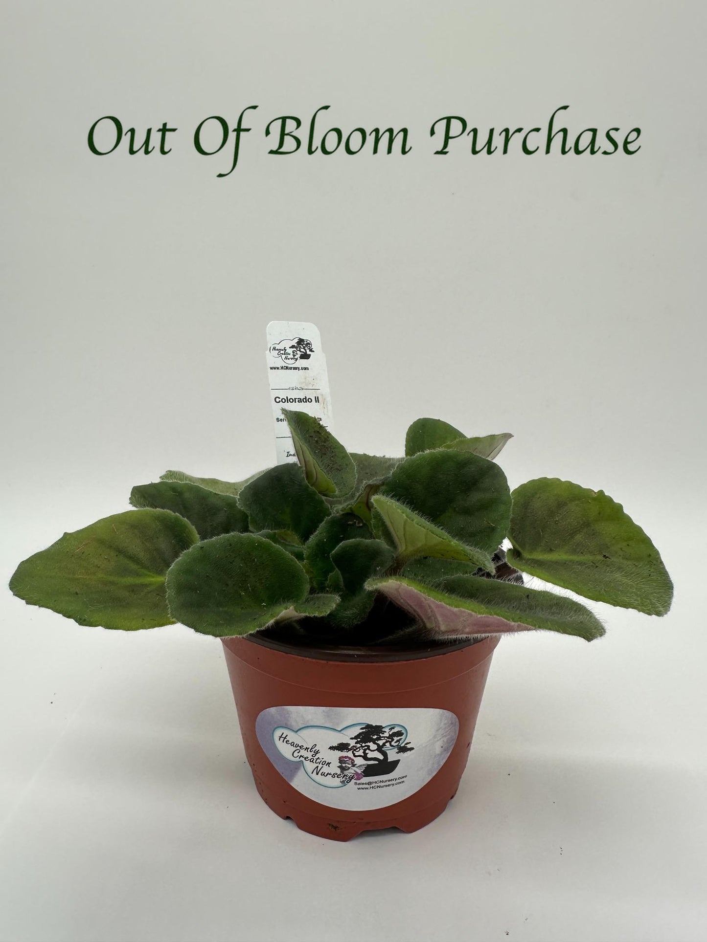 Colorado II - Live African Violet 4" - Series: U.S. States