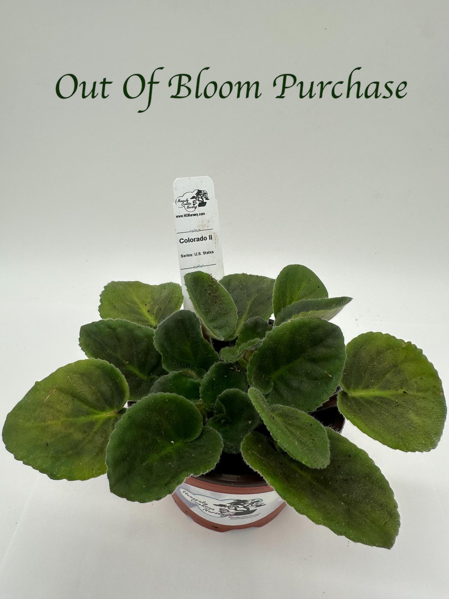 Colorado II - Live African Violet 4" - Series: U.S. States