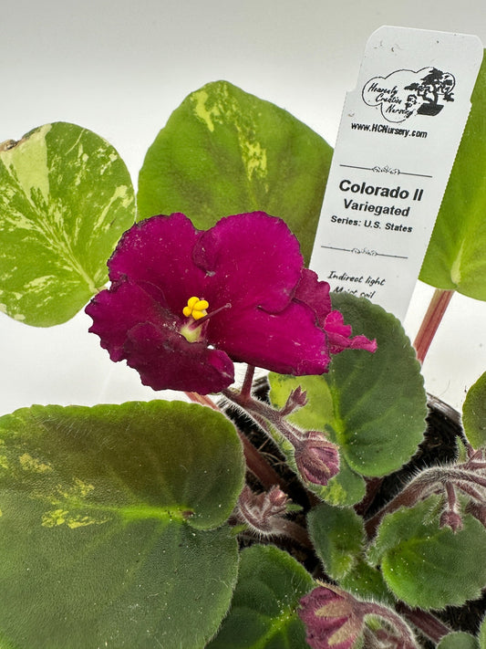 Colorado II - Variegated - Live African Violet 4" - Series: U.S. States