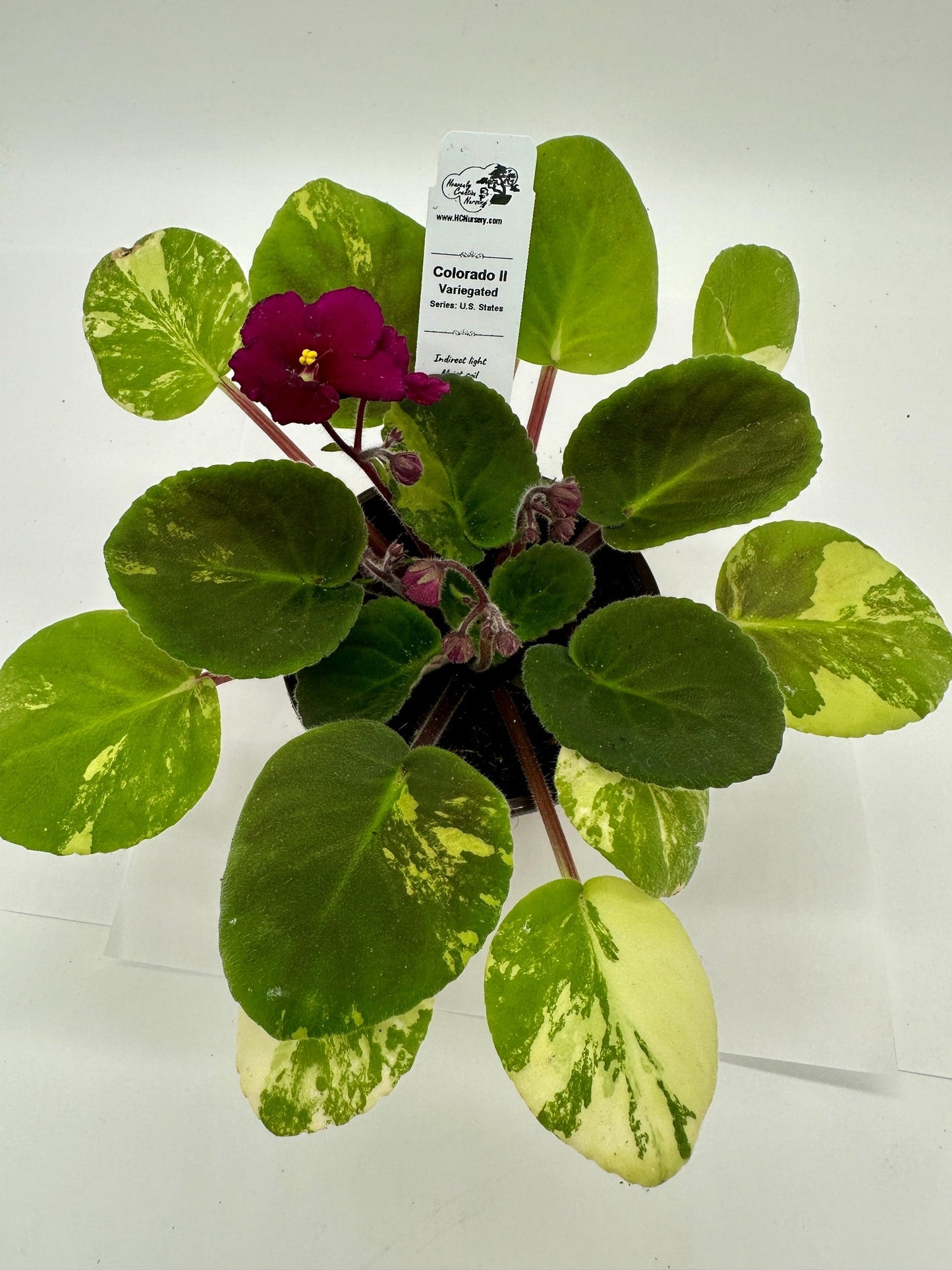 Colorado II - Variegated - Live African Violet 4" - Series: U.S. States