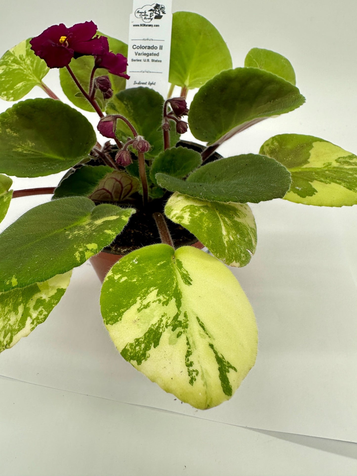 Colorado II - Variegated - Live African Violet 4" - Series: U.S. States