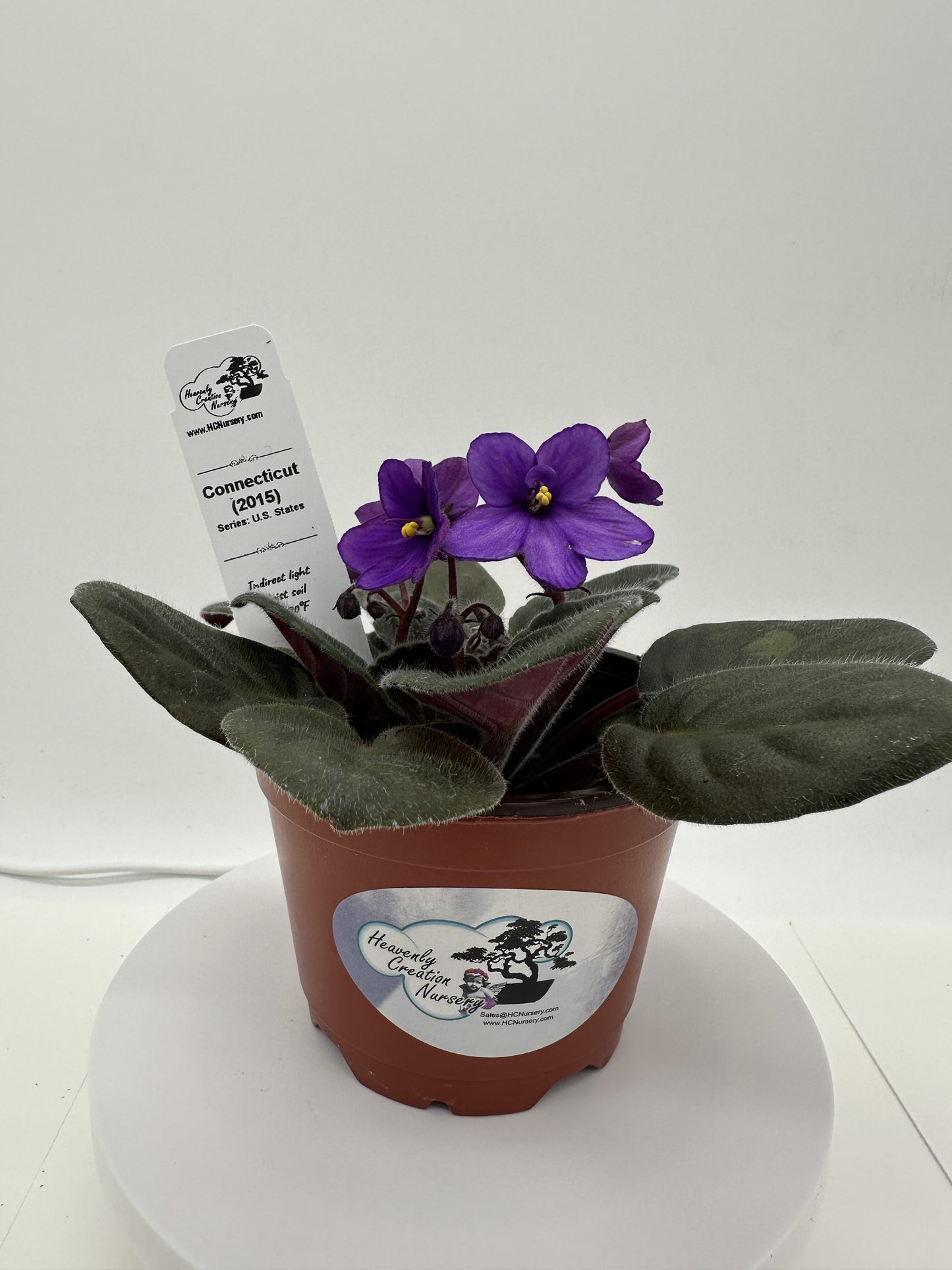 Connecticut (2015) - Live African Violet 4" - Series: U.S. States