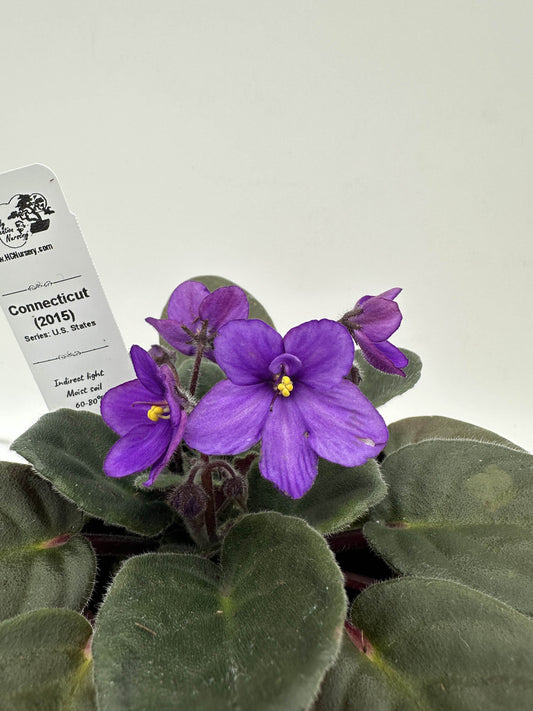 Connecticut (2015) - Live African Violet 4" - Series: U.S. States