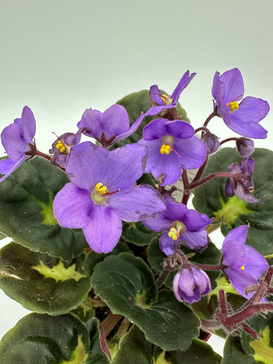 Connecticut - Variegated (Rare) - Live African Violet 4" - Series: U.S. States