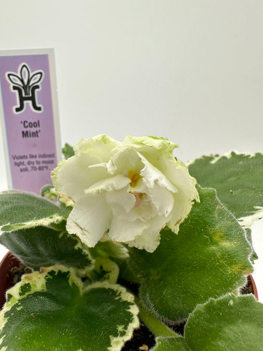 Cool Mint - Live African Violet 4"