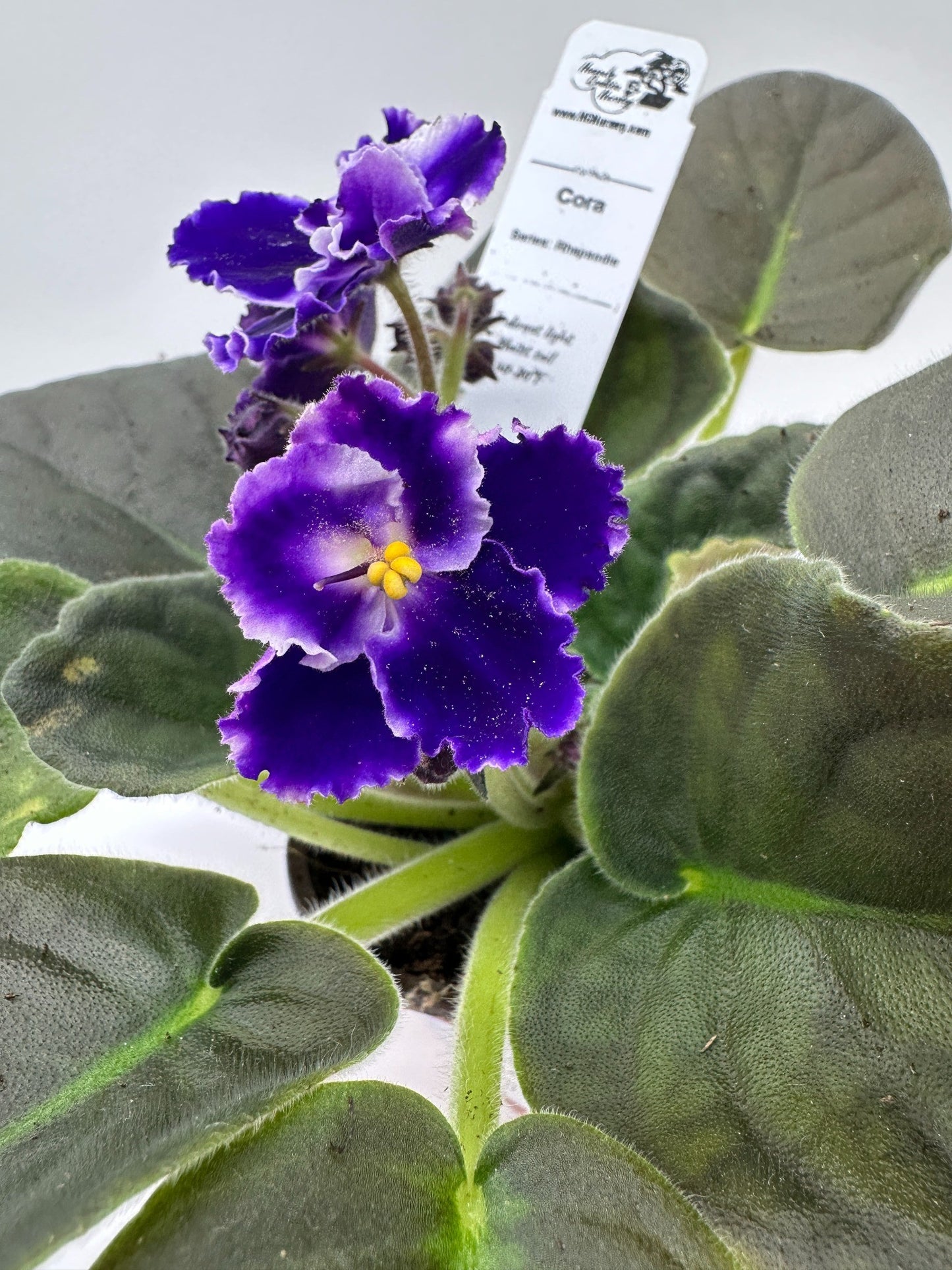 Cora - Live African Violet 4" - Series: Rhapsodie