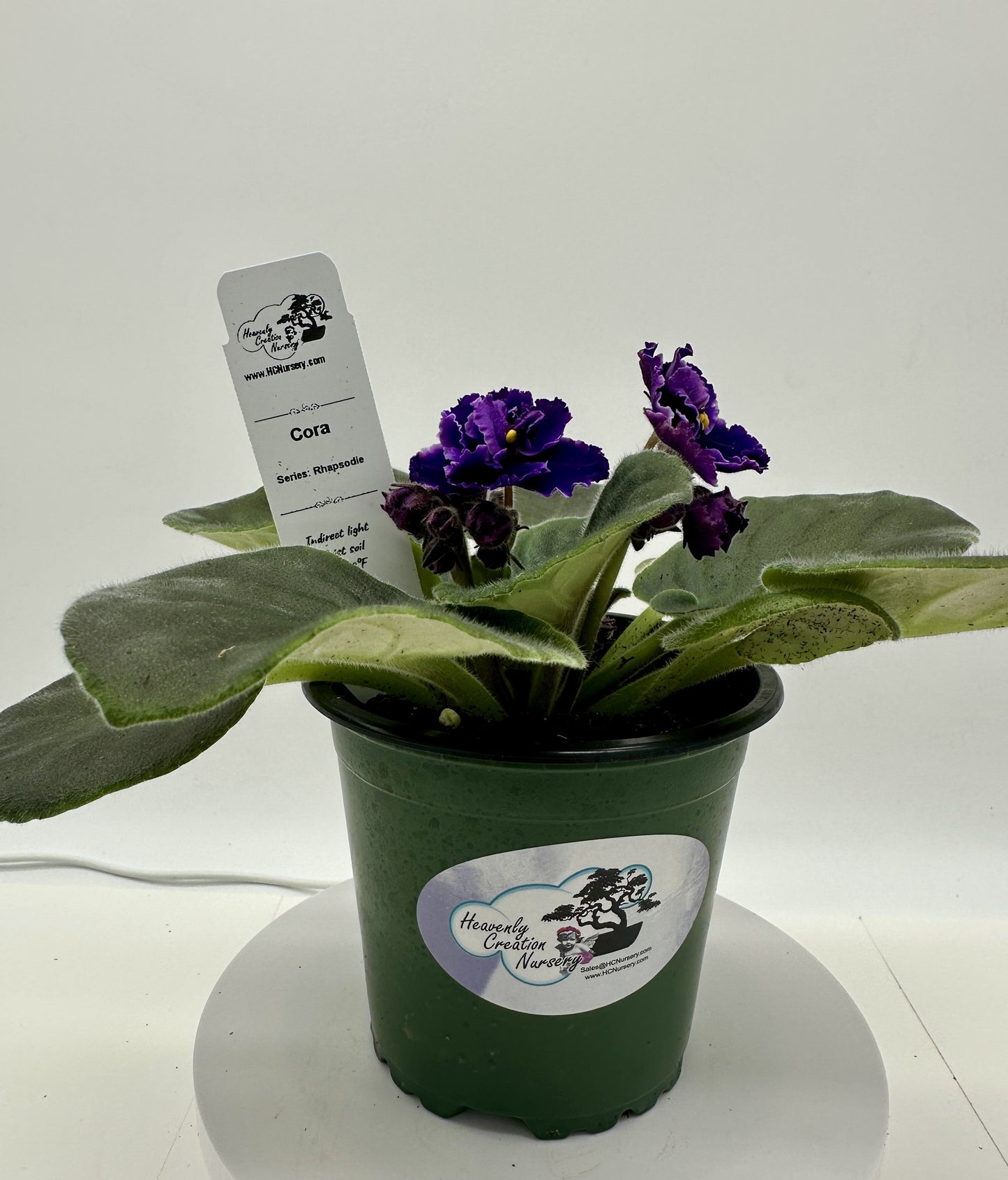 Cora - Live African Violet 4" - Series: Rhapsodie