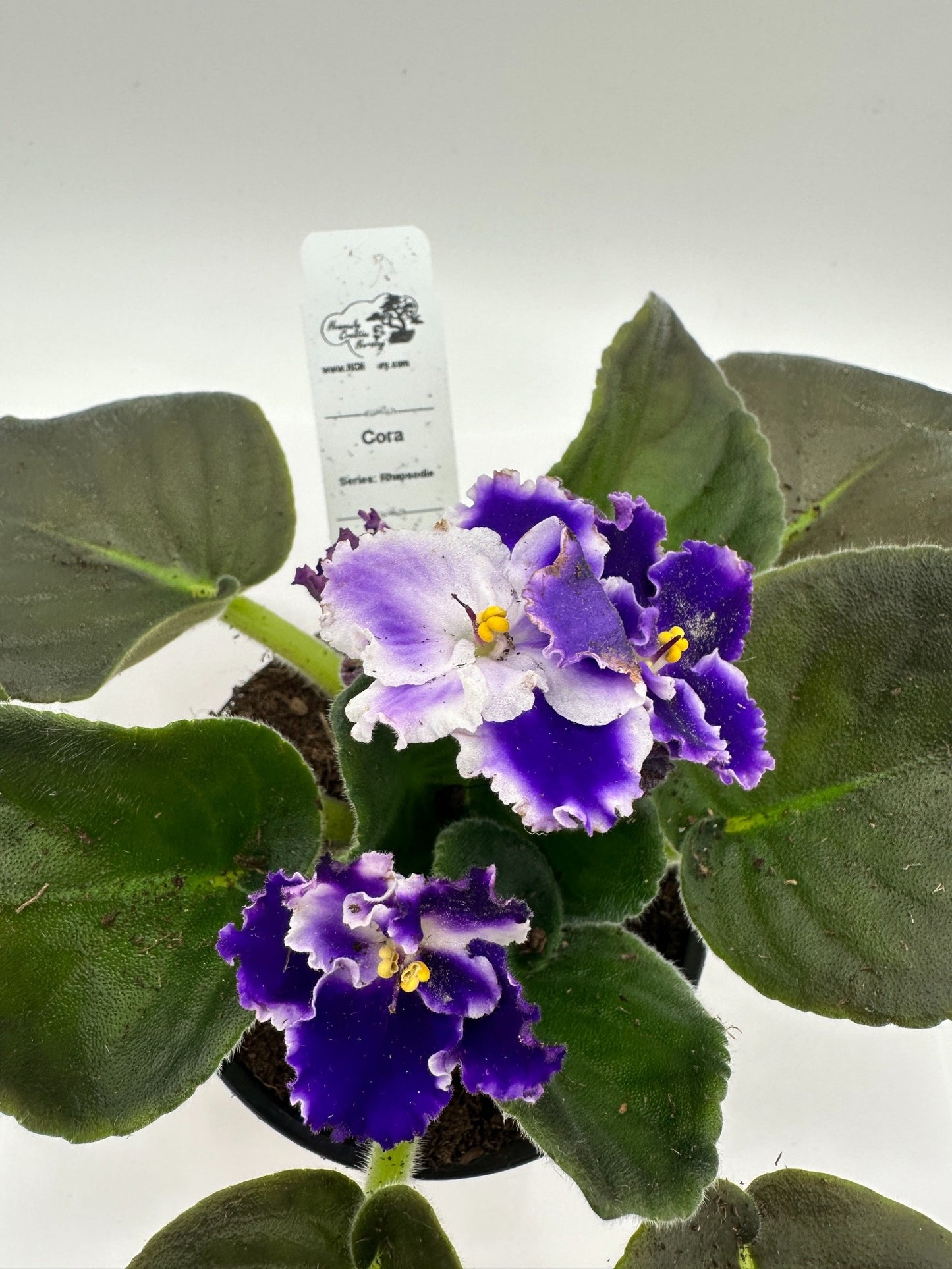 Cora - Live African Violet 4" - Series: Rhapsodie